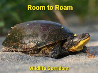 Blanding's Turtle with a telltale yellow throat crossing a road 