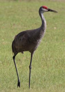 A photo of a rare Sandhill Crane, standing approx. 4' tall, with long legs and a red head