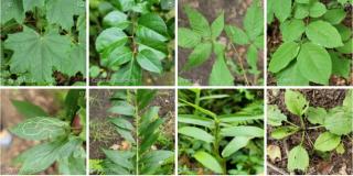 Leaves of eight different species of plants found and documented in East Kingston at the 2021 BioBlitz.